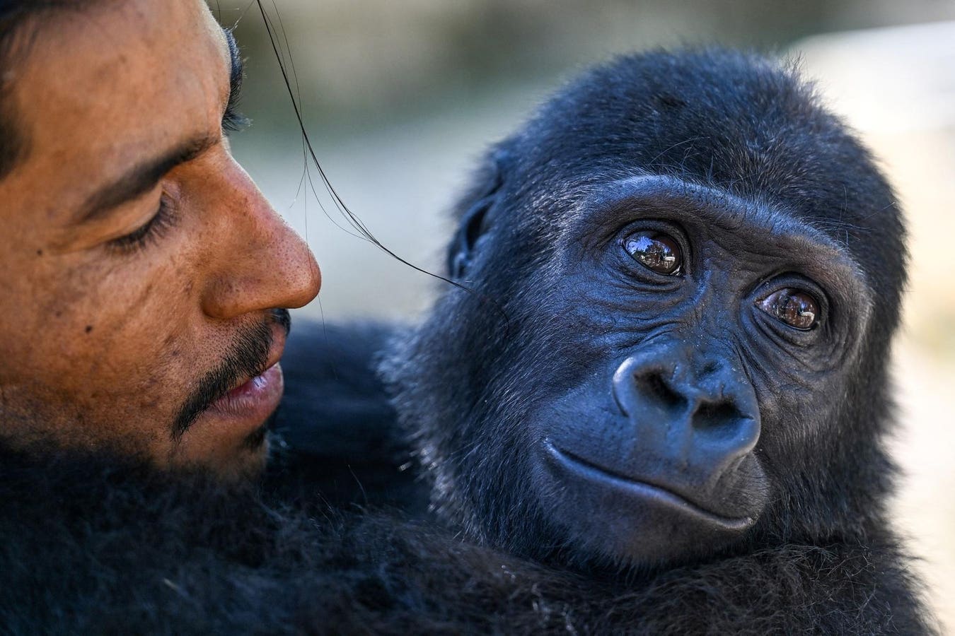 A study of 140 laughter sequences found the same rhythmic timing pattern in humans, chimps, gorillas, bonobos and orangutans.