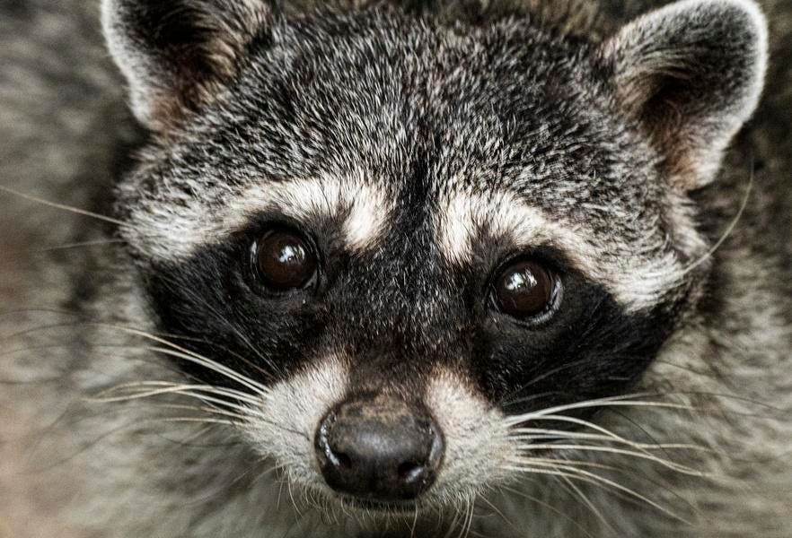 Who (or what) Is ‘Jimothy’? Social media has become obsessed with an oddly shaped raccoon from Seattle—here’s everything you need to know.
